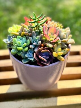 Beautiful Succulent Arrangement in Blush Pink Ceramic Pot